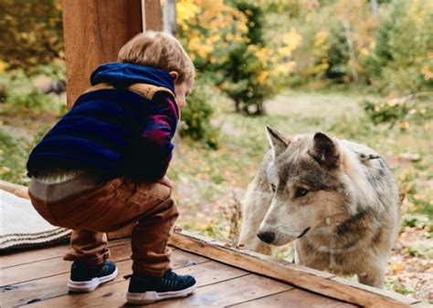 parc omega wolf cabin price|luxury wolf lodge reserve.